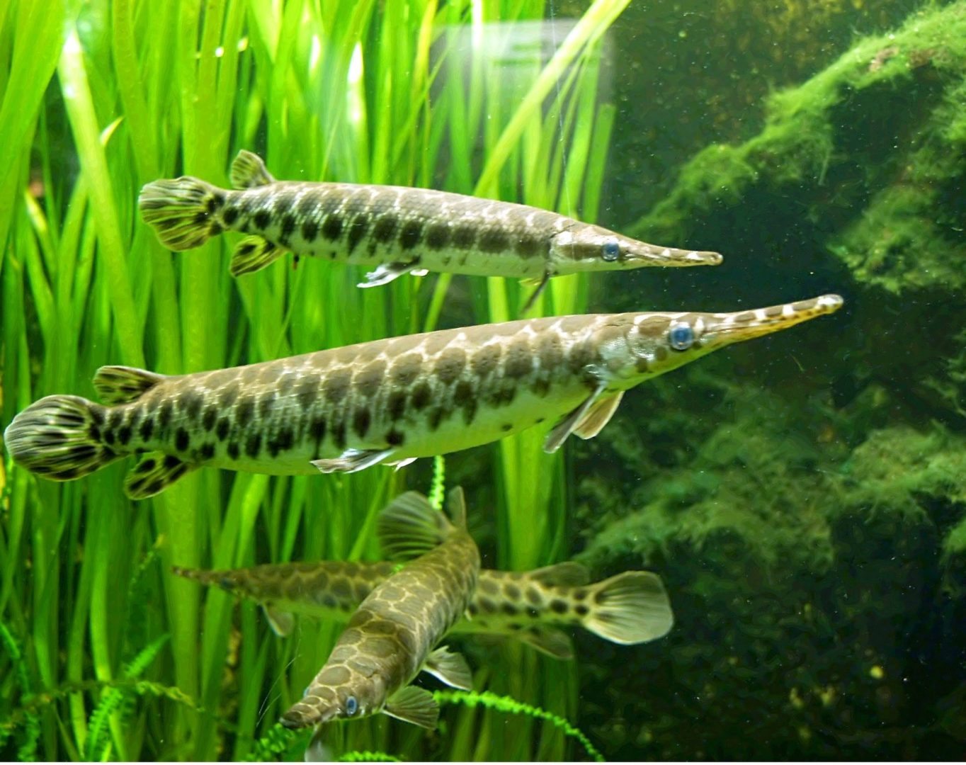 Lepisosteus-ganoine