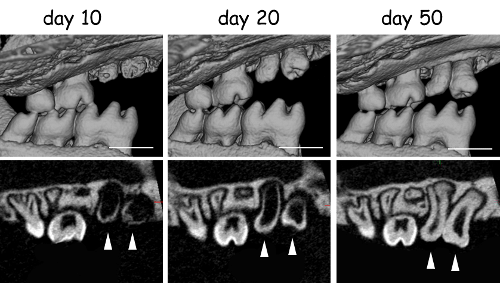 coupe-tomographique-transplant-germe-dentaire-souris