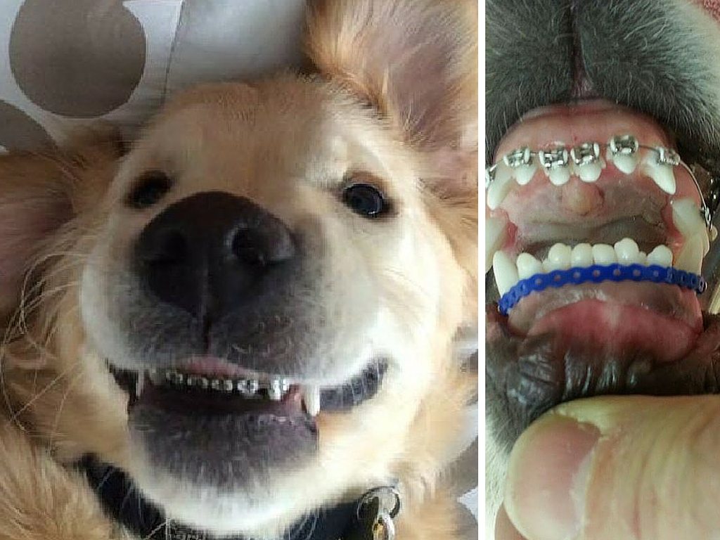 wesley-chien-traitement-orthodontique