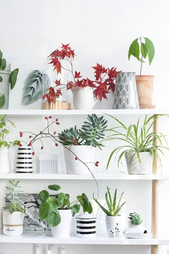 rewilding-cabinet-dentaire